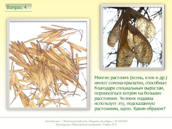 Вопрос 4 Многие растения (ясень, клен и др. ) имеют семена-крылатки, способные благодаря специальным