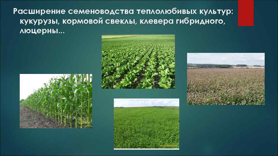 Расширение семеноводства теплолюбивых культур: кукурузы, кормовой свеклы, клевера гибридного, люцерны. . . 