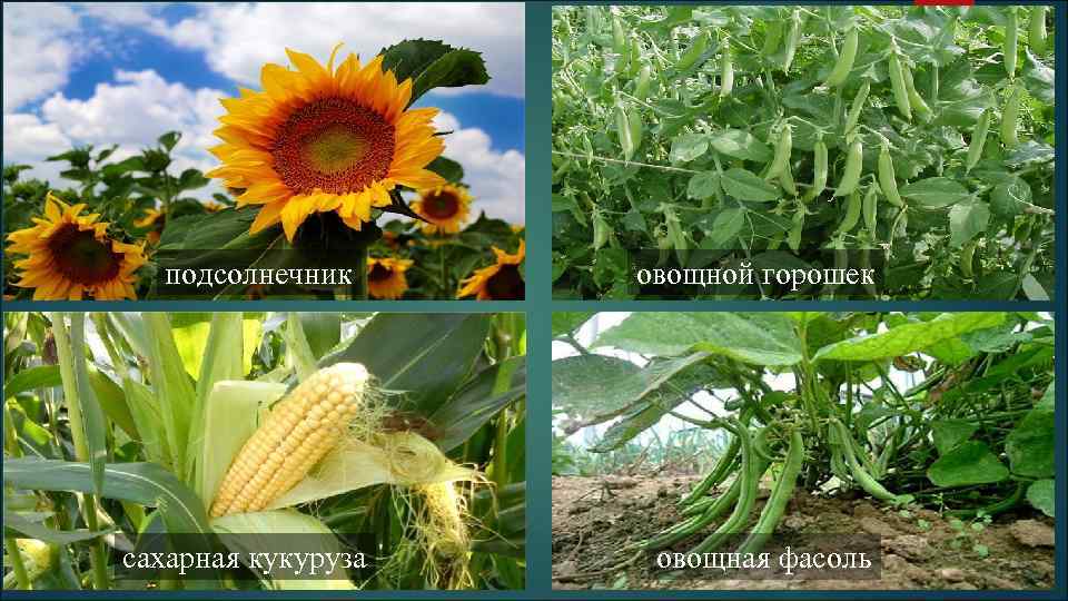 подсолнечник сахарная кукуруза овощной горошек овощная фасоль 