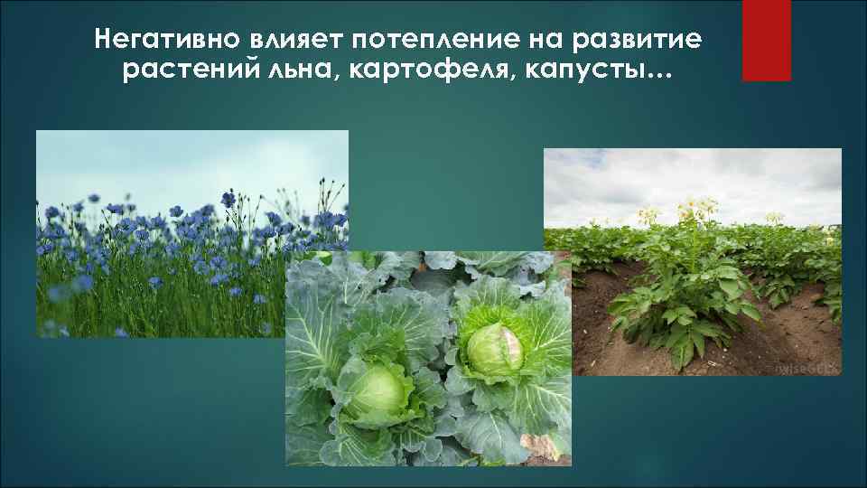 Негативно влияет потепление на развитие растений льна, картофеля, капусты… 