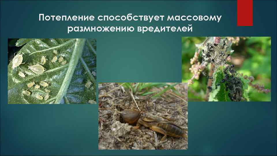 Потепление способствует массовому размножению вредителей 