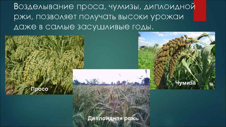 Возделывание проса, чумизы, диплоидной ржи, позволяет получать высоки урожаи даже в самые засушливые годы.
