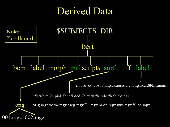 Derived Data Note: ? h = lh or rh $SUBJECTS_DIR bert bem label morph