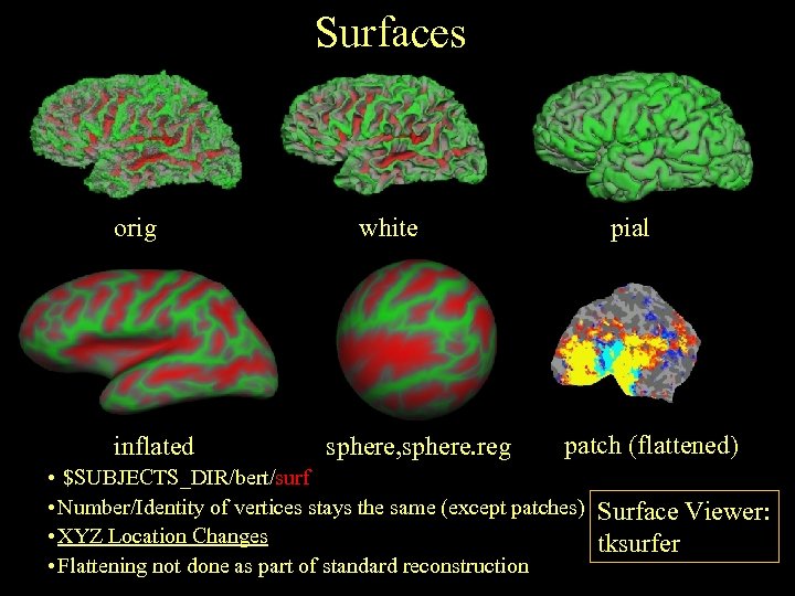 Surfaces orig inflated white sphere, sphere. reg pial patch (flattened) • $SUBJECTS_DIR/bert/surf • Number/Identity