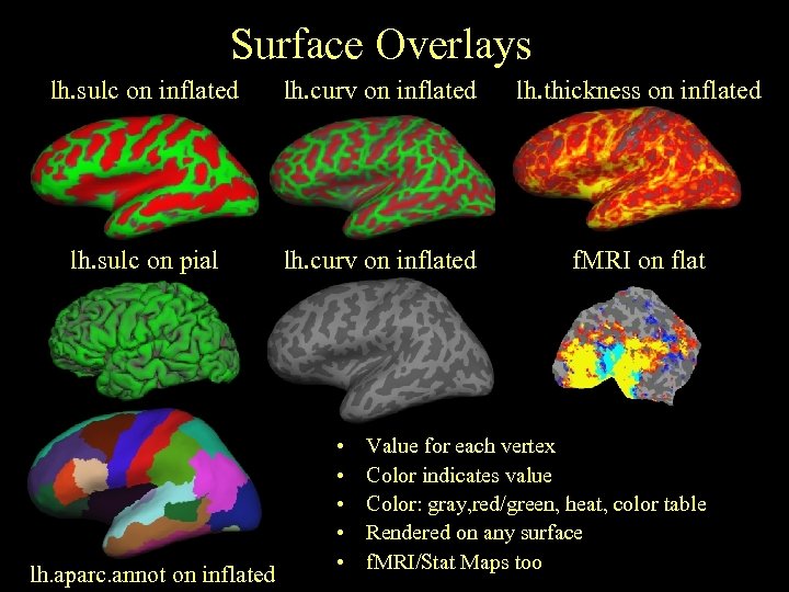 Surface Overlays lh. sulc on inflated lh. curv on inflated lh. thickness on inflated