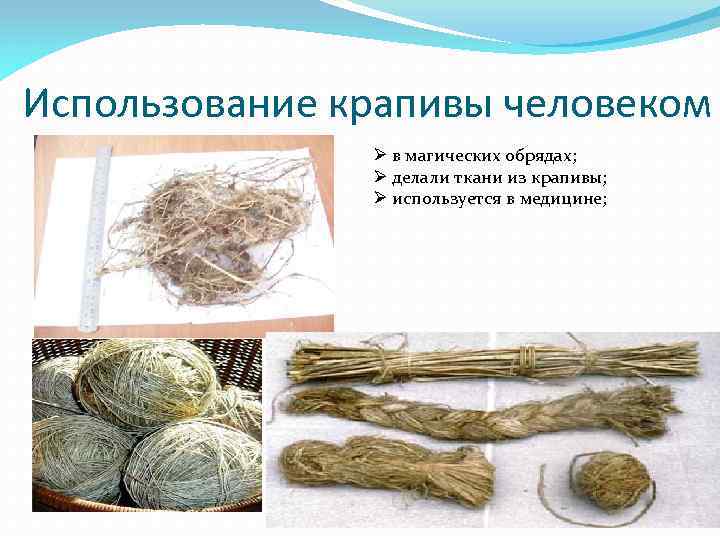 Использование крапивы человеком Ø в магических обрядах; Ø делали ткани из крапивы; Ø используется