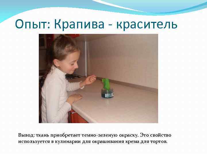 Опыт: Крапива - краситель Вывод: ткань приобретает темно-зеленую окраску. Это свойство используется в кулинарии