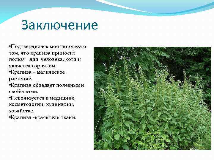Заключение • Подтвердилась моя гипотеза о том, что крапива приносит пользу для человека, хотя