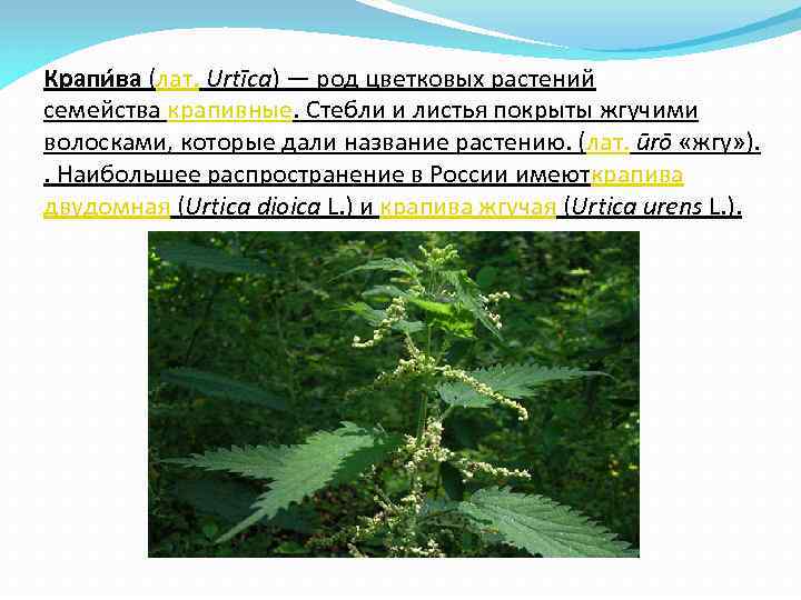 Крапи ва (лат. Urtīca) — род цветковых растений семейства крапивные. Стебли и листья покрыты