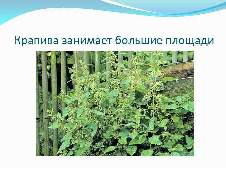 Крапива занимает большие площади 