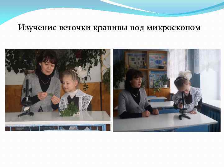 Изучение веточки крапивы под микроскопом 