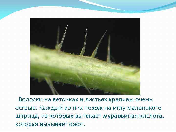  Волоски на веточках и листьях крапивы очень острые. Каждый из них похож на