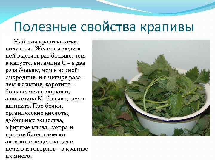 Полезные свойства крапивы Майская крапива самая полезная. Железа и меди в ней в десять