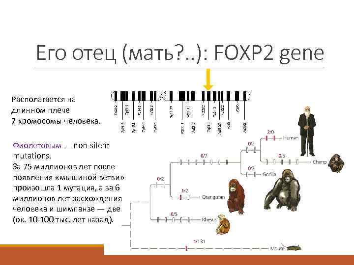 Его отец (мать? . . ): FOXP 2 gene Располагается на длинном плече 7