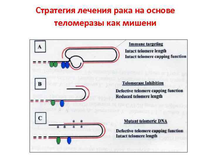 Стратегия лечения рака на основе теломеразы как мишени 