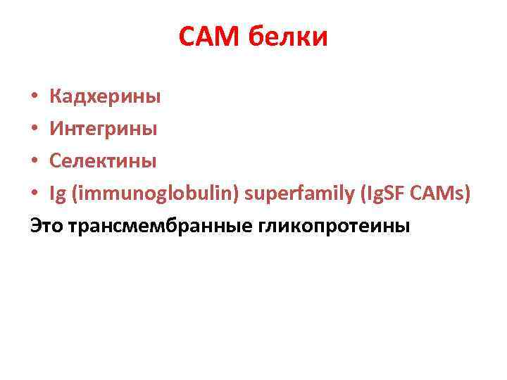 САМ белки • Кадхерины • Интегрины • Селектины • Ig (immunoglobulin) superfamily (Ig. SF