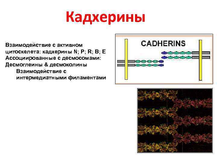 Кадхерины Взаимодействие с активном цитоскелета: кадхерины N; P; R; B; E Ассоциированные с десмосомами: