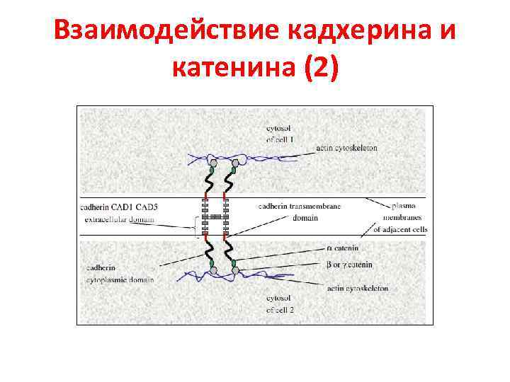 Взаимодействие кадхерина и катенина (2) 