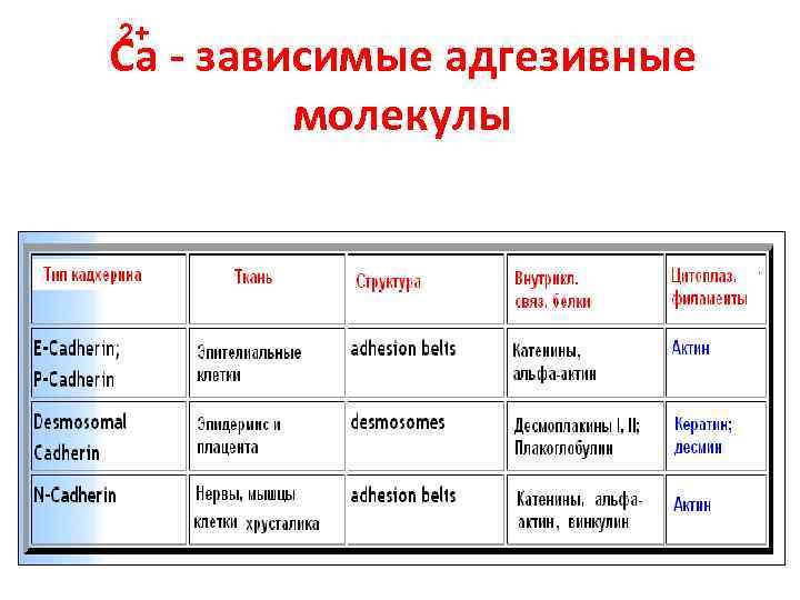 2+ Са - зависимые адгезивные молекулы 