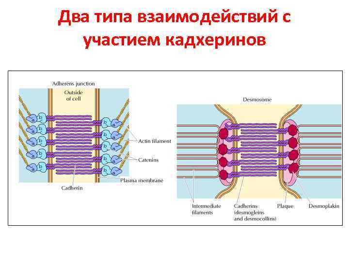 Два типа взаимодействий с участием кадхеринов 