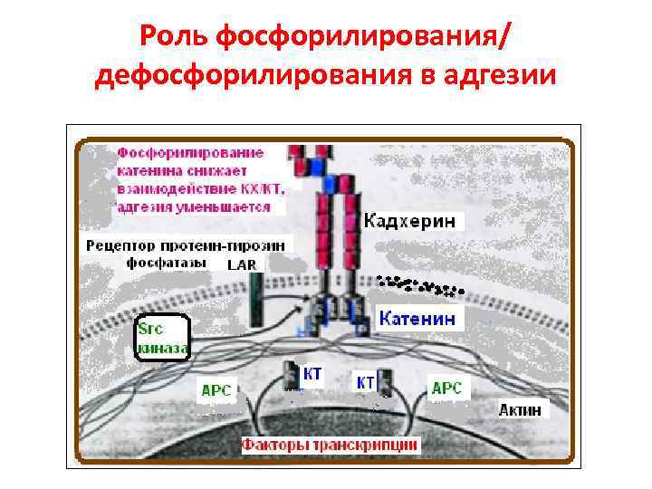 Роль фосфорилирования/ дефосфорилирования в адгезии 