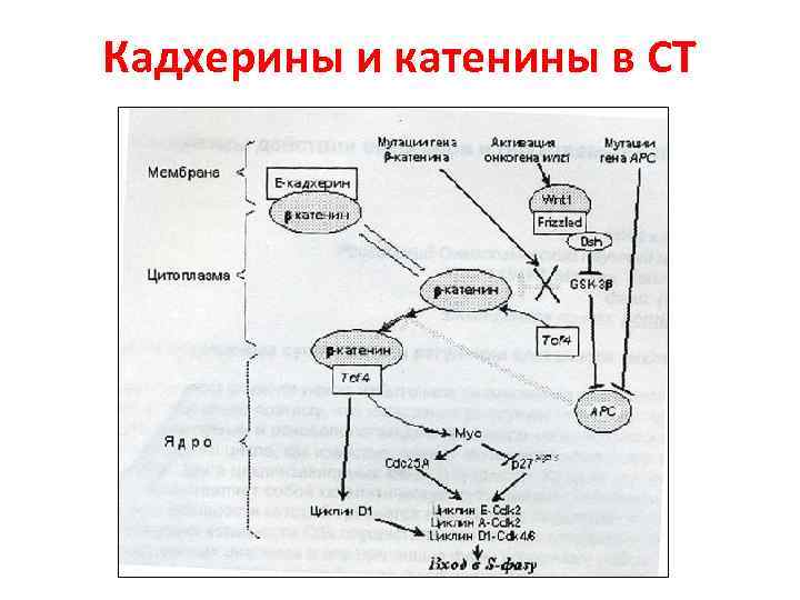 Кадхерины и катенины в СТ 