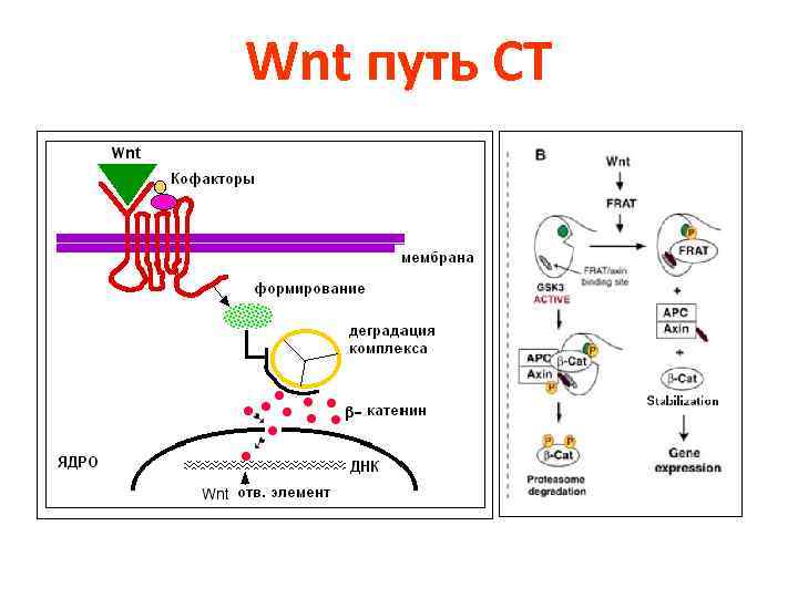 Wnt путь СТ 