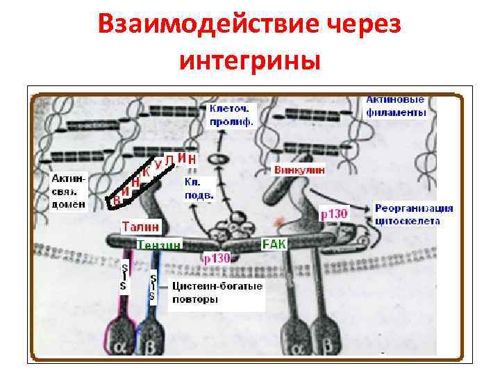 Взаимодействие через интегрины 