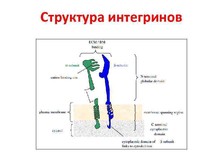 Структура интегринов 
