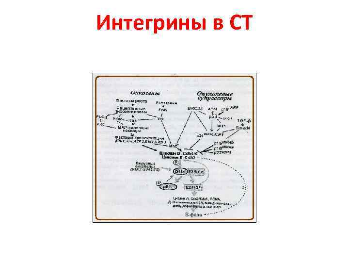 Интегрины в СТ 