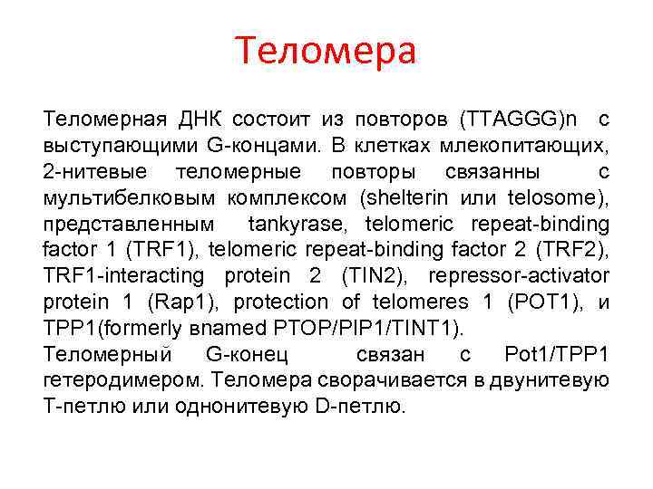 Теломера Теломерная ДНК состоит из повторов (TTAGGG)n с выступающими G-концами. В клетках млекопитающих, 2