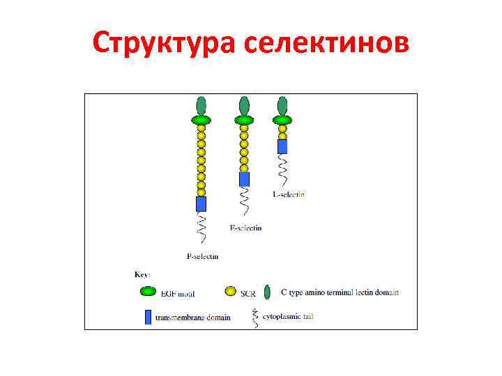 Структура селектинов 