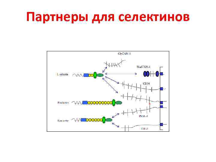 Партнеры для селектинов 