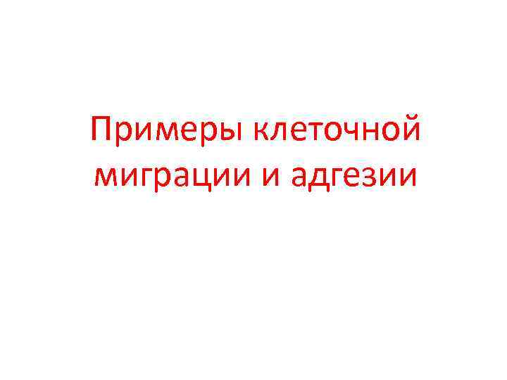 Примеры клеточной миграции и адгезии 