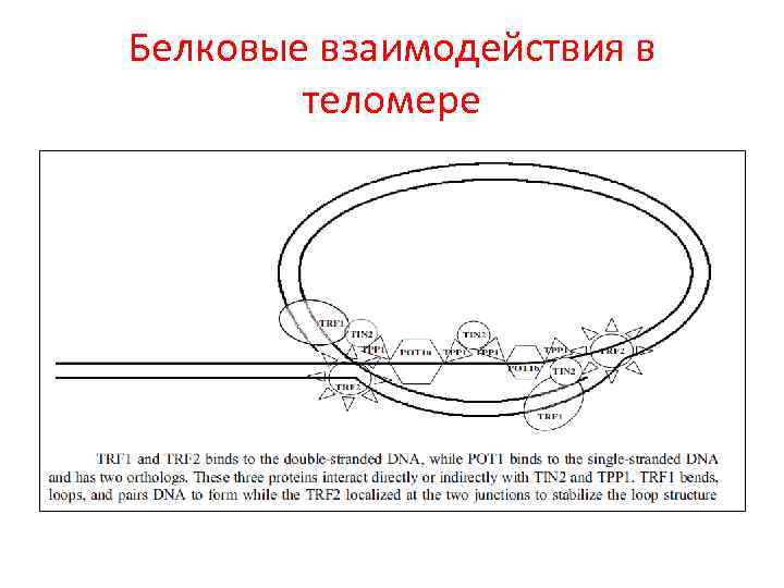Белковые взаимодействия в теломере 