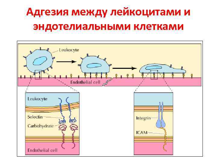 Адгезия между лейкоцитами и эндотелиальными клетками 