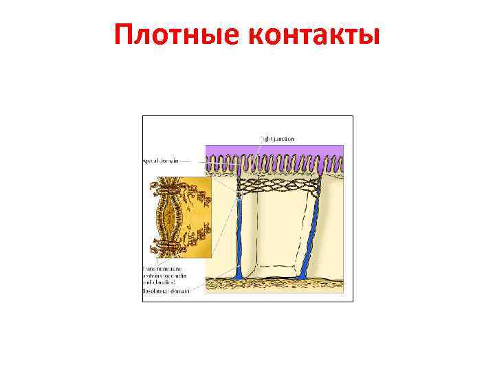 Плотные контакты 
