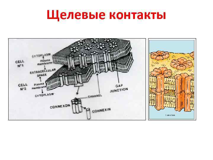 Щелевые контакты 