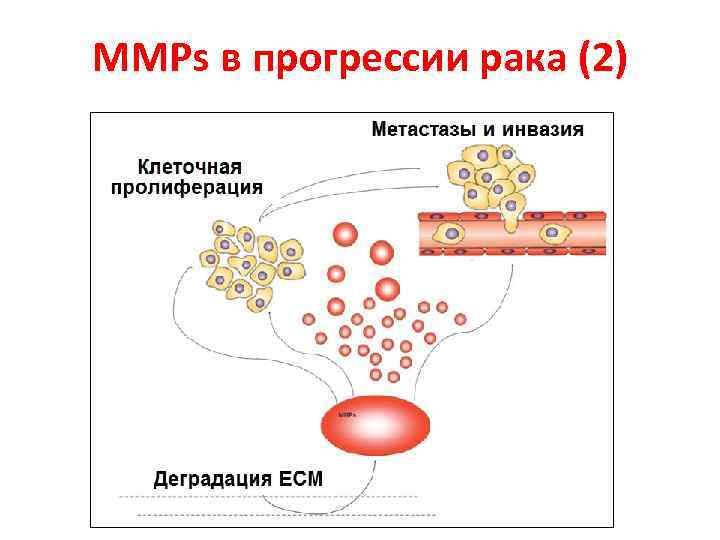 MMPs в прогрессии рака (2) 