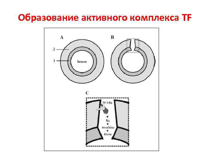 Образование активного комплекса TF 