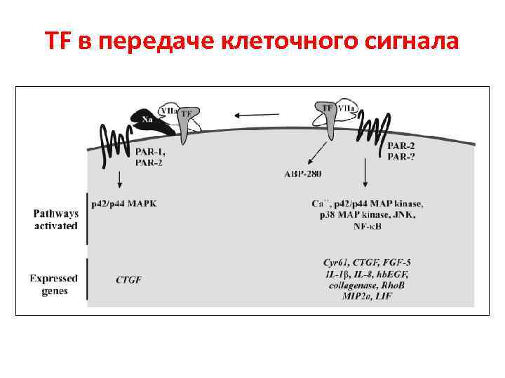 TF в передаче клеточного сигнала 