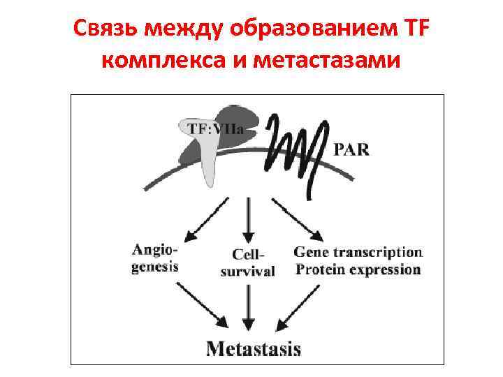 Связь между образованием TF комплекса и метастазами 