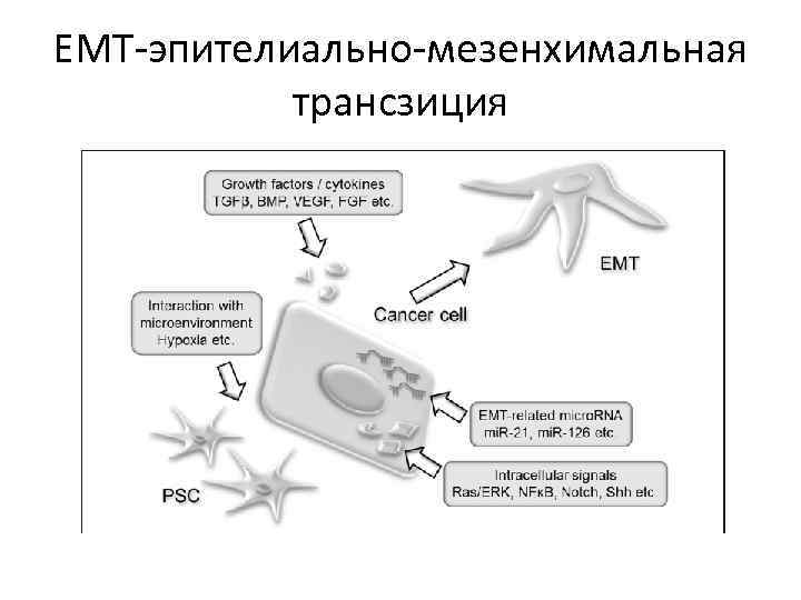 ЕМТ-эпителиально-мезенхимальная трансзиция 