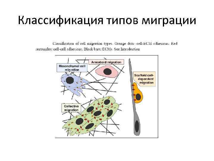 Классификация типов миграции 