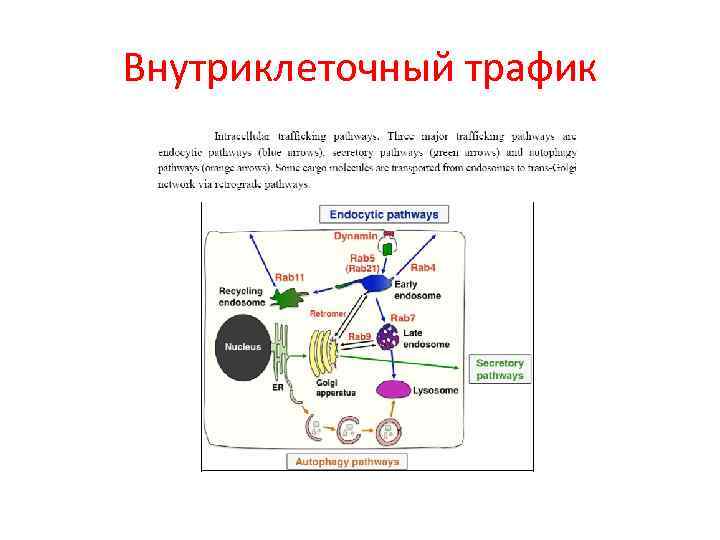 Внутриклеточный трафик 