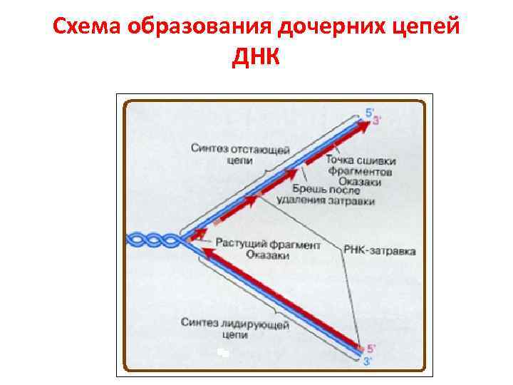 Схема образования дочерних цепей ДНК 