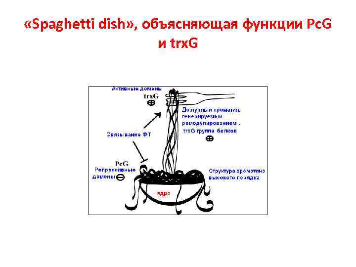  «Spaghetti dish» , объясняющая функции Pc. G и trx. G 