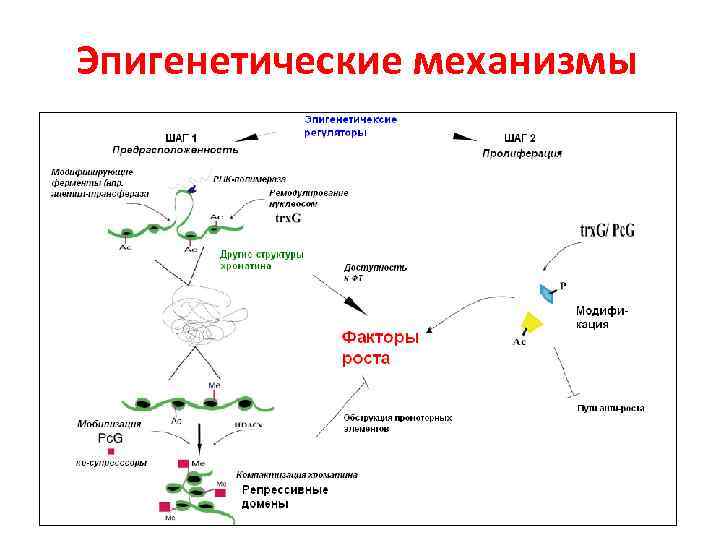 Эпигенетические механизмы 