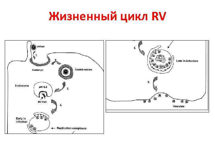 Жизненный цикл RV 