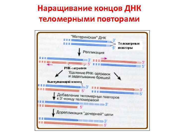 Наращивание концов ДНК теломерными повторами 